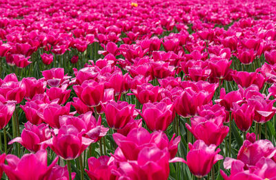 Close-up of pink tulips on field