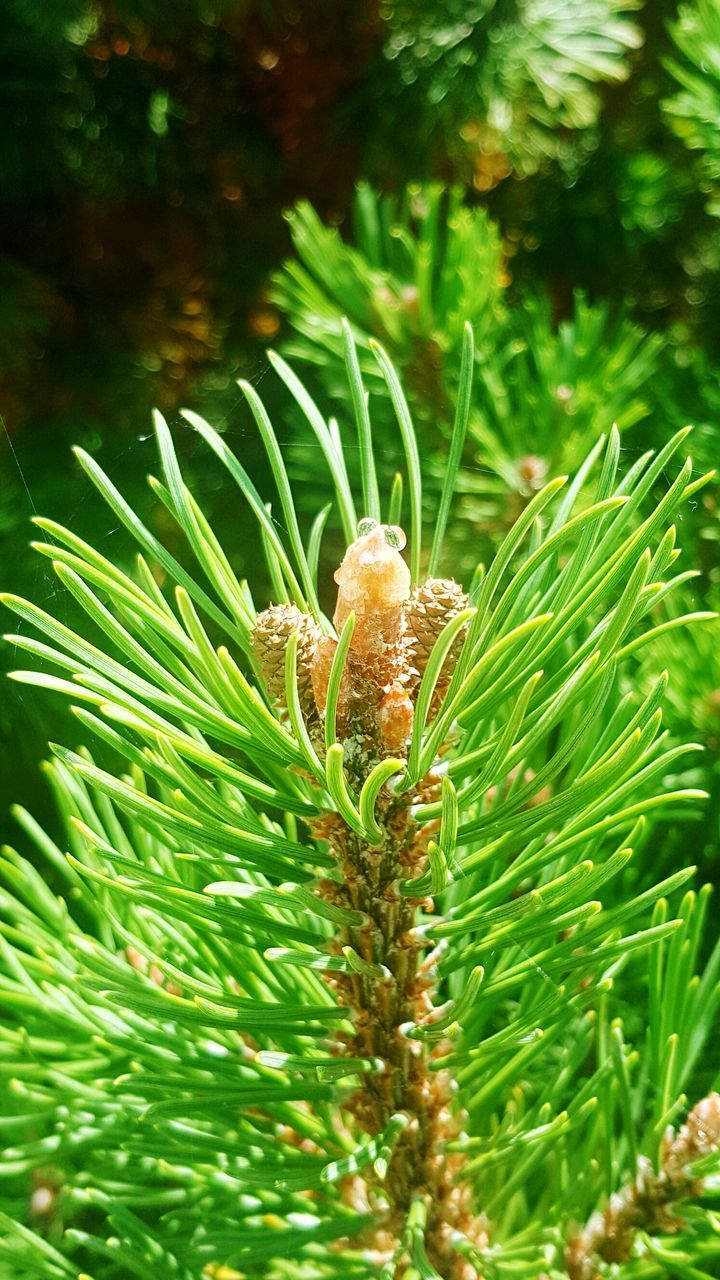 growth, nature, beauty in nature, green color, plant, focus on foreground, leaf, no people, close-up, outdoors, day, tranquility, needle - plant part, tree