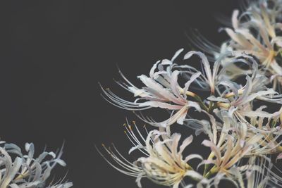 Close-up of white flowers