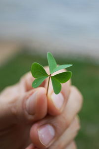 Close-up of hand holding plant