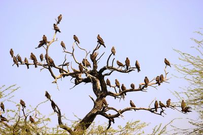 Low angle view of bird perching on tree against sky