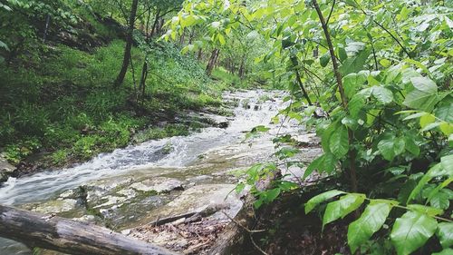 Stream flowing through forest