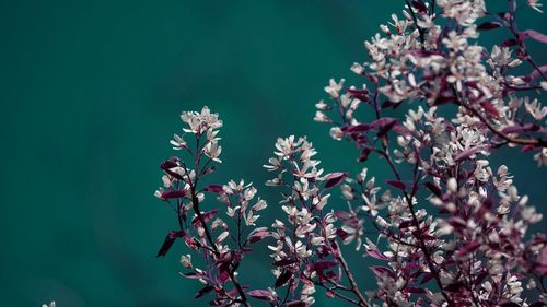 Close-up of cherry blossom tree