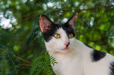 Close-up portrait of a cat