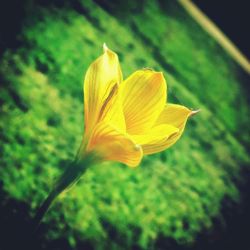 Close-up of yellow flower