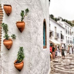 Close-up of potted plant against building