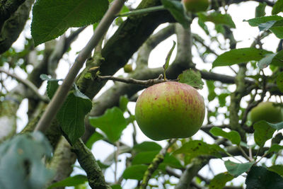 Close-up of apple on tree