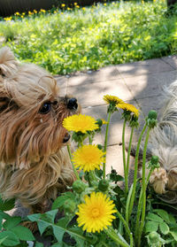 Close-up of a dog on yellow flower