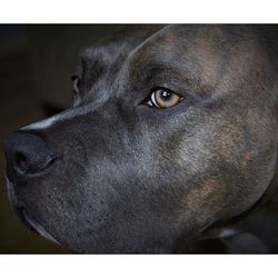 Close-up of dog