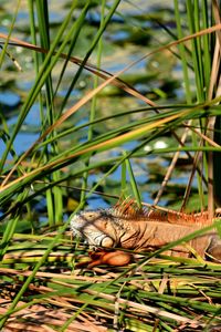 Close-up of lizard on grass