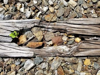 High angle view of logs on tree trunk