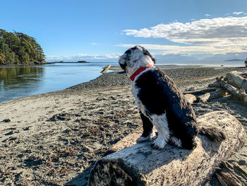 Portuguese water dog sitting on a log at the beach