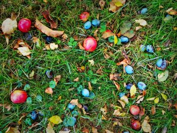 High angle view of apples on field