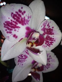 Close-up of pink orchids