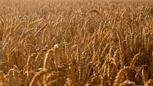 Full frame shot of wheat field