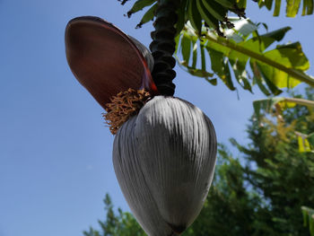 Low angle view of flower hanging against clear sky