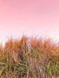 Scenic view of field against sky during sunset