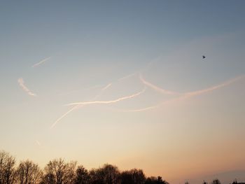 Low angle view of birds flying against sky