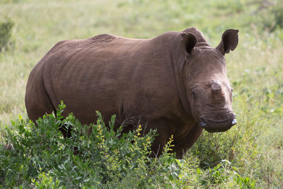 Close-up portrait of horse
