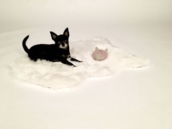 Cat relaxing in a dog