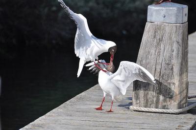 Close-up of white bird against lake