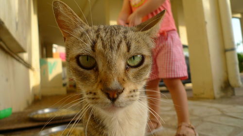 Close-up portrait of cat at home