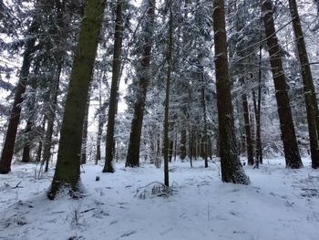 Trees on snow covered field in forest