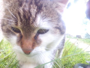 Close-up portrait of cat