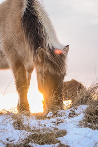 Close-up of horse on snow field against sky