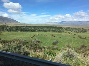 Scenic view of grassy field against sky