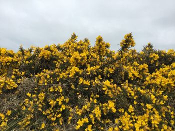 Fresh yellow flowers in field