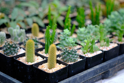 High angle view of potted plants