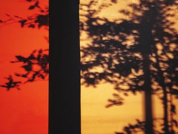 Close-up of silhouette tree