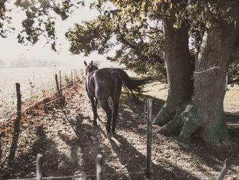 Horse in field