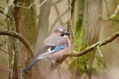 Close-up of bird perching on branch