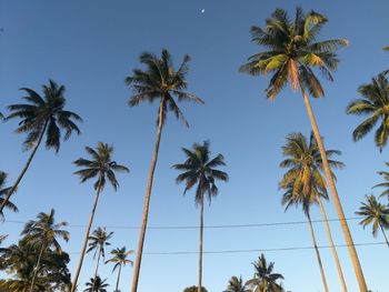 Low angle view of coconut palm trees against sky