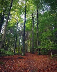 Trees in forest during autumn