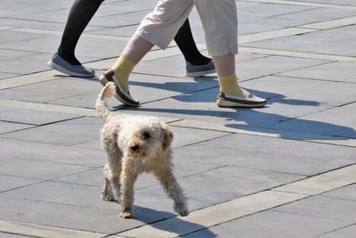 Low section of person with dog walking on footpath