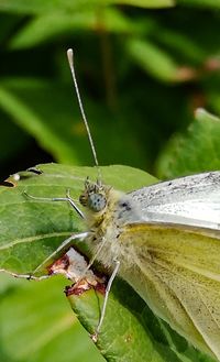Close-up of butterfly on leaf