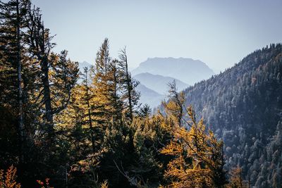 Trees in forest against clear sky during winter