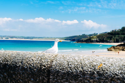 Railing against seagull at beach