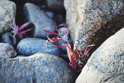 Close-up of crab on rock