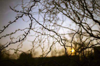 branch