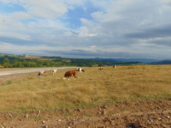 Cows on field against sky