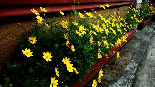 Close-up of yellow flowers blooming outdoors