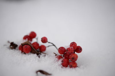 Close-up of red berries against white background