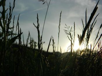 Scenic view of field against sky at sunset