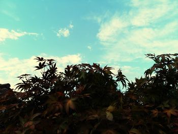 Low angle view of flowering plants on field against sky