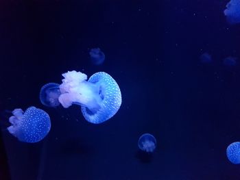 Close-up of jellyfish in sea