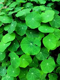 Full frame shot of green leaves